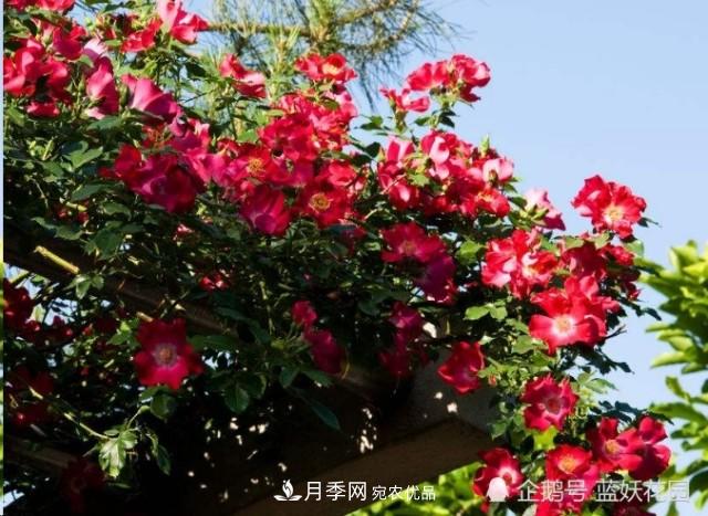 月季冬剪别着急，剪早了比不剪还要糟糕！(图6)