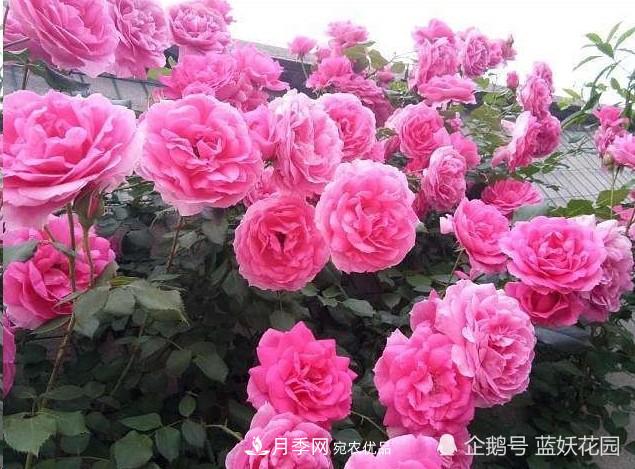 月季冬剪别着急，剪早了比不剪还要糟糕！(图8)