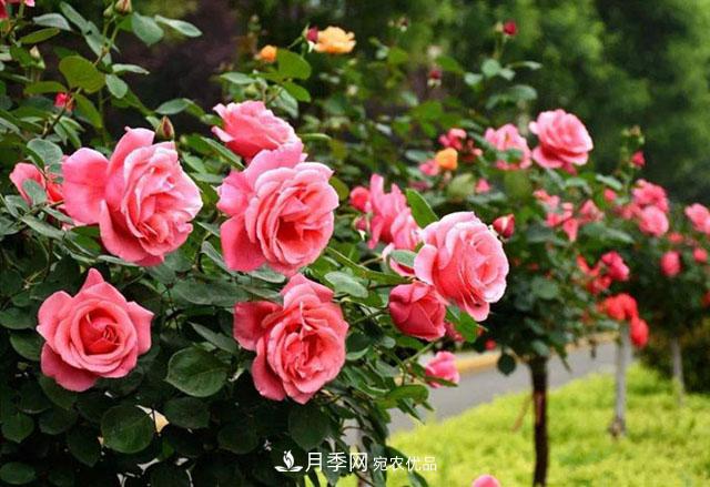 月季养成树,这种盆景月季树一年300天开花,很适合懒人养(图3) 月季养成树,这种盆景月季树一年300天开花,很适合懒人养(图3)
