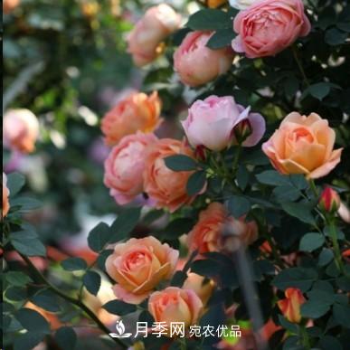 盘点各国的灌木月季品种，哪些是不可错过的经典品种！(图11)