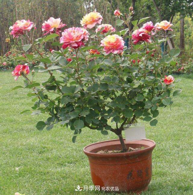 月季花的盆景月季制作方法简介(图1)