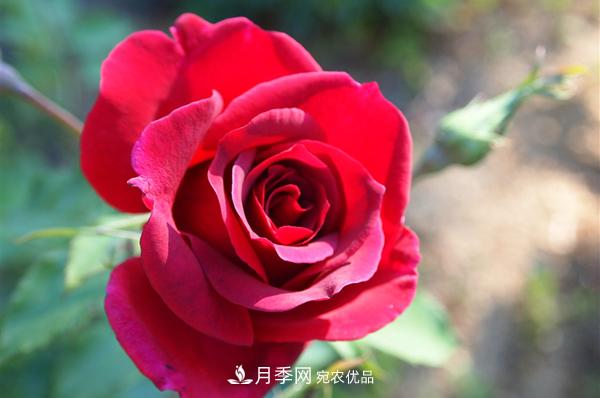 红色月季花花语及寓意(图1)