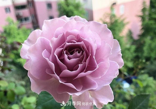 最美的波浪边月季，又香又勤花，种植无难度，非常适合新手(图1)