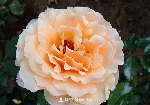 最美的波浪边月季，又香又勤花，种植无难度，非常适合新手(图6)