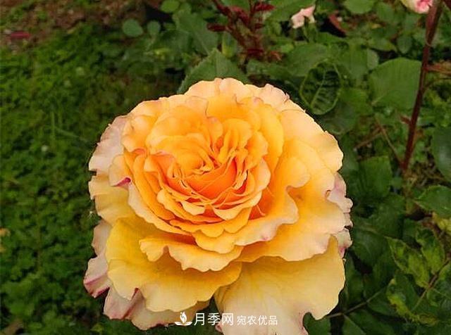 最美的波浪边月季，又香又勤花，种植无难度，非常适合新手(图7)