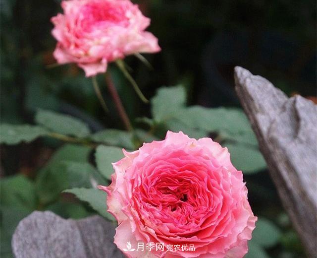 最美的波浪边月季，又香又勤花，种植无难度，非常适合新手(图9)