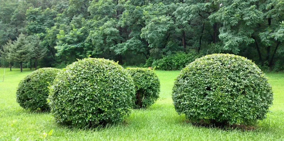 这种高颜值、高利润的苗木，竟然缺点不少(图2)