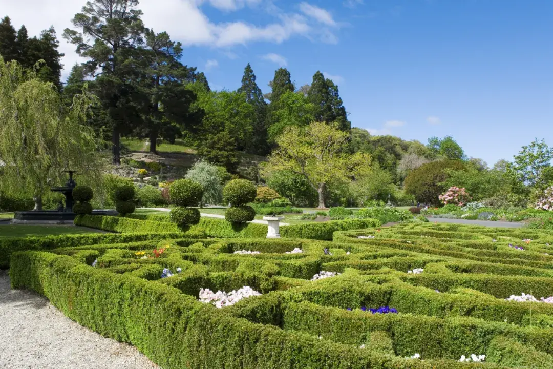 这种高颜值、高利润的苗木，竟然缺点不少(图4)