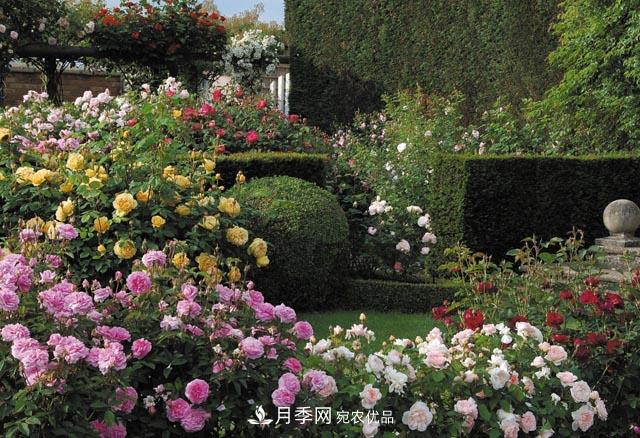 为何月季一剪就死?是修剪时间还是方法不对?月季修剪6大禁忌(图1) 为何月季一剪就死?是修剪时间还是方法不对?月季修剪6大禁忌(图1)