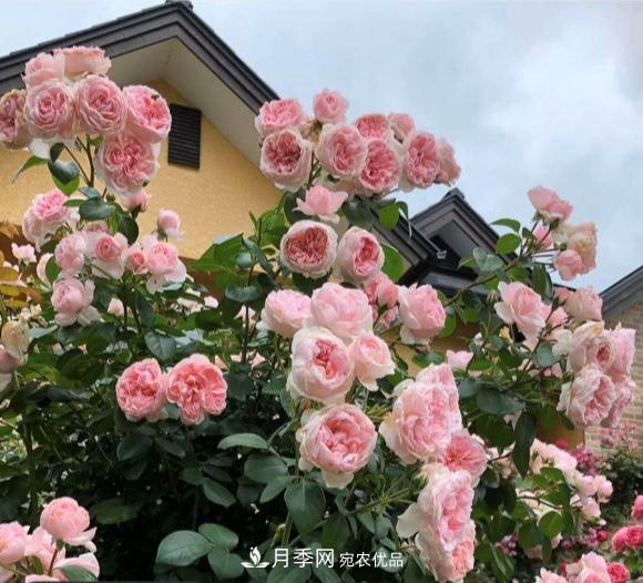 秋天养月季做好4方面，笋芽多开花旺(图1)