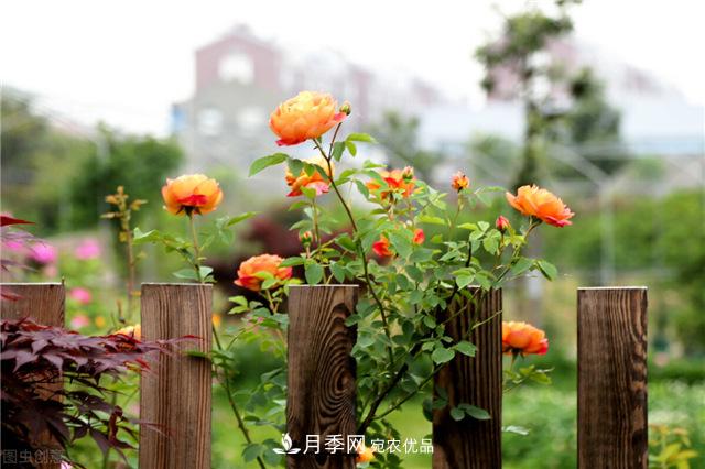 月季秋天如何养护？要“修”又要“防”，两手抓才能长势良好(图2)