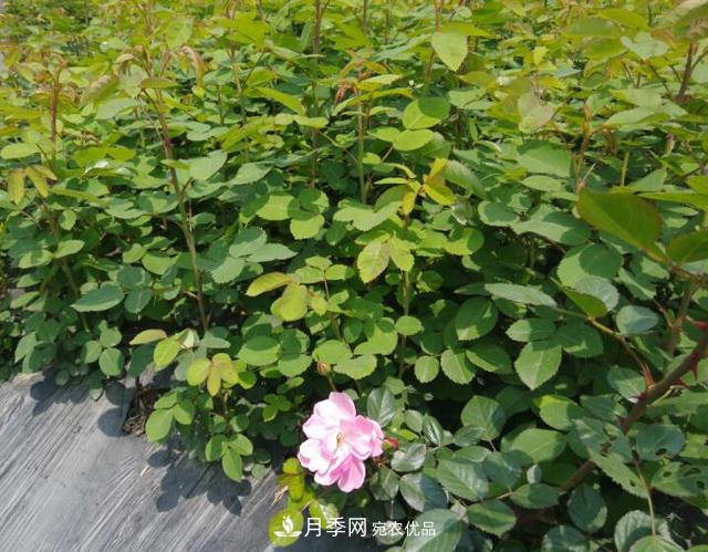 养殖月季，选用一个靠谱方法，爆笋不停(图1)