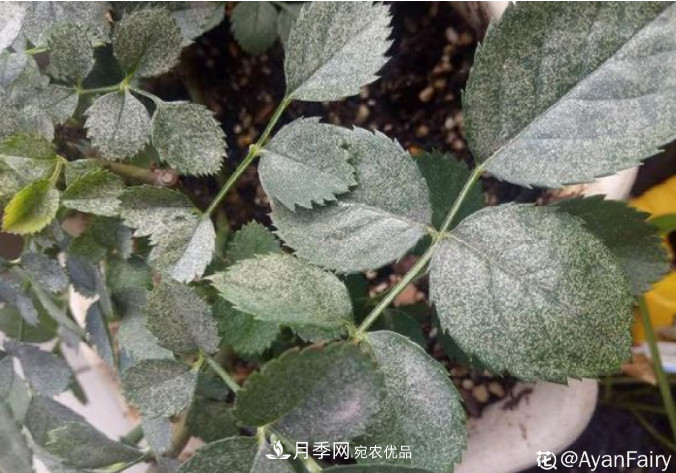月季常见7大虫害,防治方法都在这里了,收藏起来(图3) 月季常见7大虫害,防治方法都在这里了,收藏起来(图3)