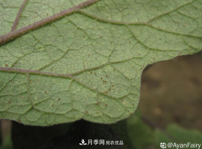 月季常见7大虫害,防治方法都在这里了,收藏起来(图4) 月季常见7大虫害,防治方法都在这里了,收藏起来(图4)