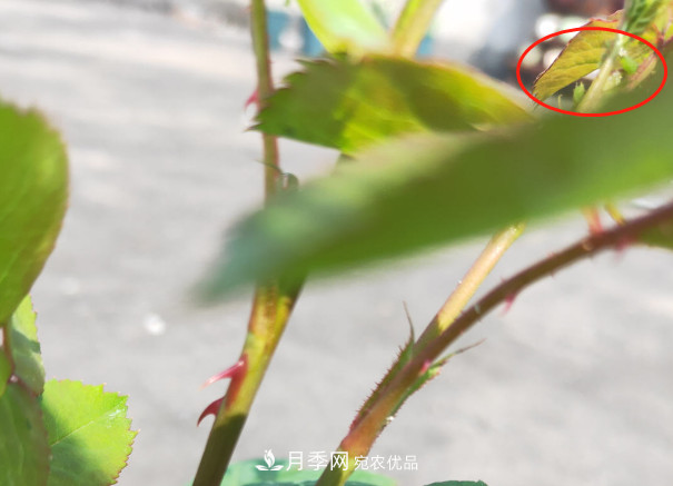 月季常见7大虫害,防治方法都在这里了,收藏起来(图2) 月季常见7大虫害,防治方法都在这里了,收藏起来(图2)