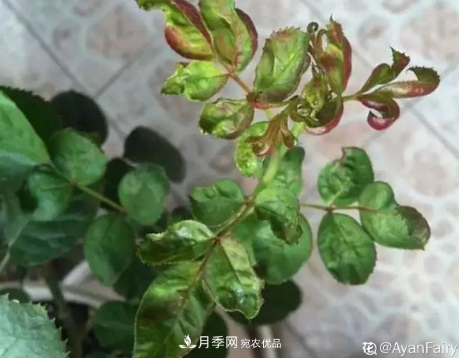 月季常见7大虫害,防治方法都在这里了,收藏起来(图5) 月季常见7大虫害,防治方法都在这里了,收藏起来(图5)