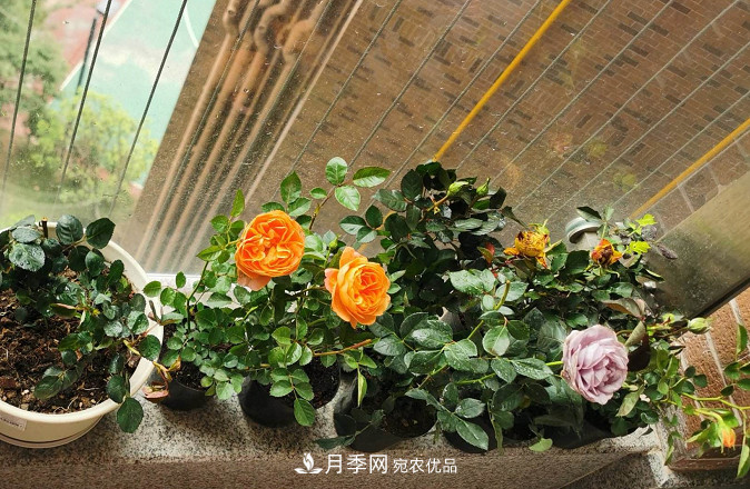 月季常见7大虫害,防治方法都在这里了,收藏起来(图7) 月季常见7大虫害,防治方法都在这里了,收藏起来(图7)