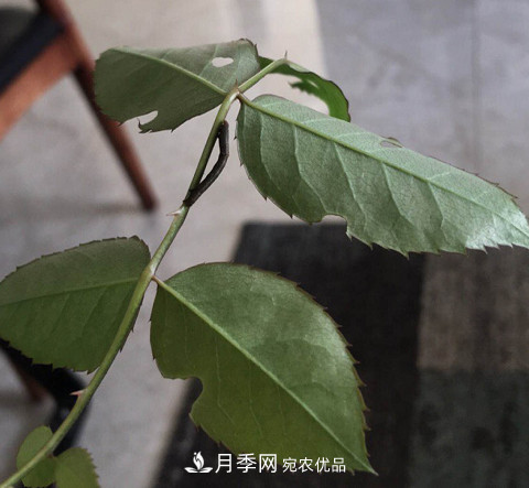 月季常见7大虫害,防治方法都在这里了,收藏起来(图10) 月季常见7大虫害,防治方法都在这里了,收藏起来(图10)