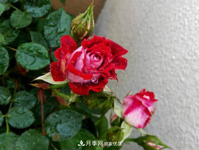 月季常见7大虫害,防治方法都在这里了,收藏起来(图9) 月季常见7大虫害,防治方法都在这里了,收藏起来(图9)