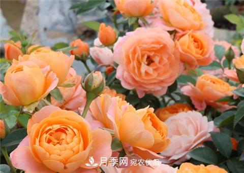 月季不会修剪?3种情况不要乱剪,一剪就没(图1) 月季不会修剪?3种情况不要乱剪,一剪就没(图1)