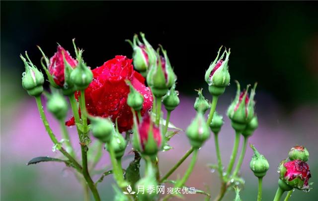 为什么要把月季的花苞都掐掉,修剪搭配施肥,10月有惊喜(图2) 为什么要把月季的花苞都掐掉,修剪搭配施肥,10月有惊喜(图2)