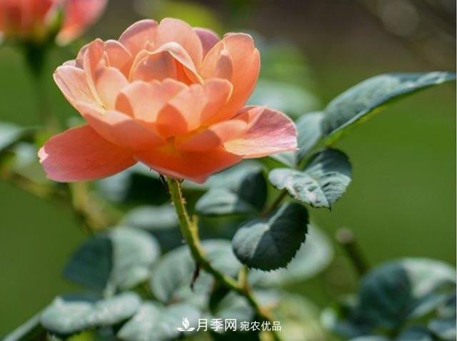 九月份养月季注重3个步骤,掌握到手开花次数多(图1) 九月份养月季注重3个步骤,掌握到手开花次数多(图1)