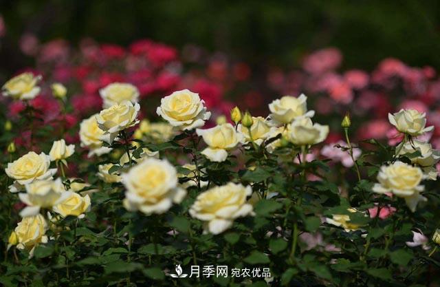 九月份养月季注重3个步骤,掌握到手开花次数多(图2) 九月份养月季注重3个步骤,掌握到手开花次数多(图2)