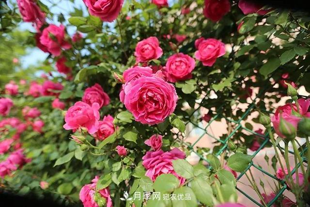 秋天月季花,养护“3多3少”做好,壮实过冬天(图1) 秋天月季花,养护“3多3少”做好,壮实过冬天(图1)