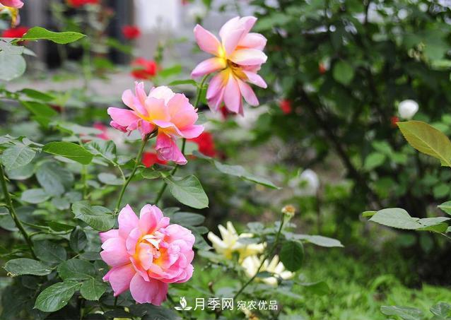 月季花为什么只长枝条不开花?如何让月季爆笋?(图1) 月季花为什么只长枝条不开花?如何让月季爆笋?(图1)
