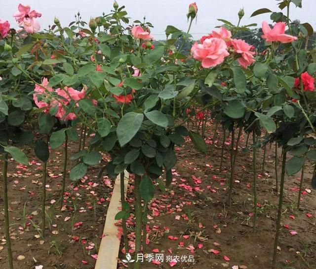 棒棒糖月季嫁接方法是什么?(图1) 棒棒糖月季嫁接方法是什么?(图1)