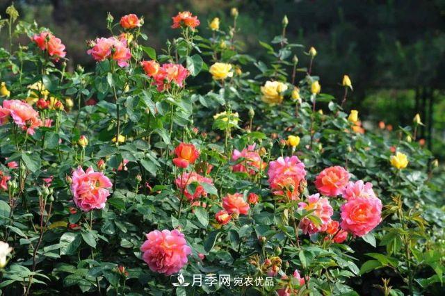 藤本月季小苗如何移栽?如何修剪?(图1) 藤本月季小苗如何移栽?如何修剪?(图1)