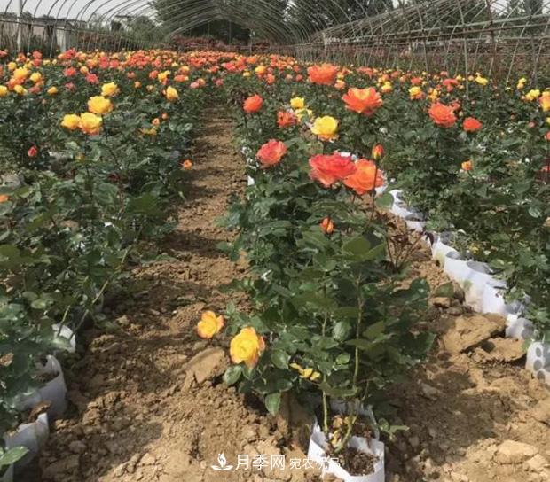 月季裂花的防治技能(图1) 月季裂花的防治技能(图1)