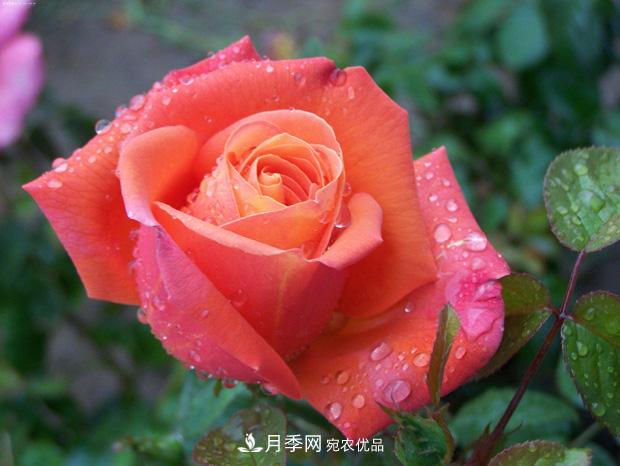 月季养花浇水的六个方法,七大禁忌!(图1) 月季养花浇水的六个方法,七大禁忌!(图1)