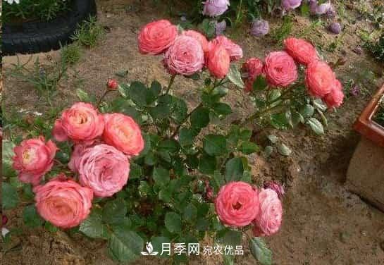 月季地栽这么做,长的比别人家的快10倍(图1) 月季地栽这么做,长的比别人家的快10倍(图1)
