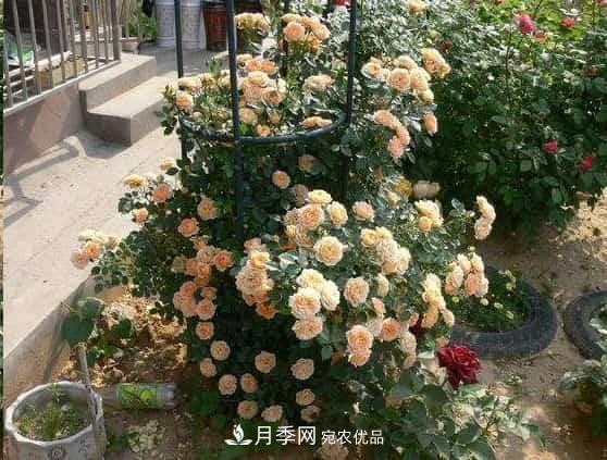 月季地栽这么做,长的比别人家的快10倍(图2) 月季地栽这么做,长的比别人家的快10倍(图2)