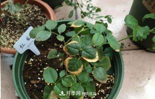 月季换盆后叶子黄了怎么回事?施肥办法详解在此(图1) 月季换盆后叶子黄了怎么回事?施肥办法详解在此(图1)