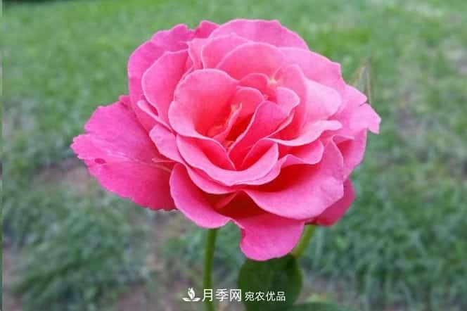 月季花苞一直打不开,5个原因在这!(图2) 月季花苞一直打不开,5个原因在这!(图2)