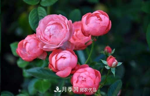 月季花苞一直打不开,5个原因在这!(图1) 月季花苞一直打不开,5个原因在这!(图1)