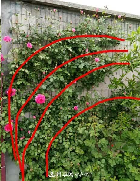 藤本月季牵引技巧!轻松打造月季花墙(图4) 藤本月季牵引技巧!轻松打造月季花墙(图4)