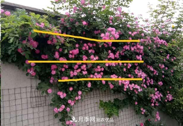 藤本月季牵引技巧!轻松打造月季花墙(图3) 藤本月季牵引技巧!轻松打造月季花墙(图3)