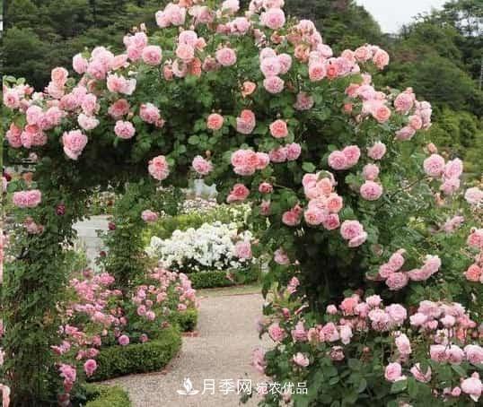藤本月季牵引技巧!轻松打造月季花墙(图2) 藤本月季牵引技巧!轻松打造月季花墙(图2)