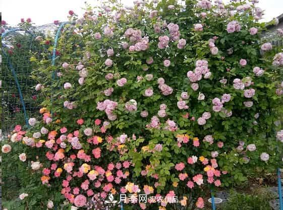 藤本月季牵引技巧!轻松打造月季花墙(图1) 藤本月季牵引技巧!轻松打造月季花墙(图1)