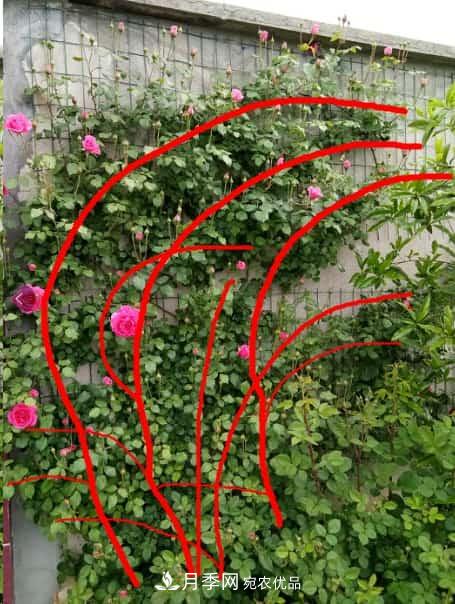 藤本月季牵引技巧!轻松打造月季花墙(图5) 藤本月季牵引技巧!轻松打造月季花墙(图5)