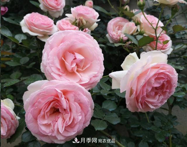 月季入秋养护做到这3点,开花大又多!(图1) 月季入秋养护做到这3点,开花大又多!(图1)
