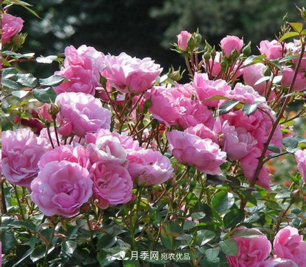 移栽地栽月季花的养殖方法(图1) 移栽地栽月季花的养殖方法(图1)