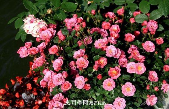 月季花很漂亮，但选购的时候认准这7个方法(图2)