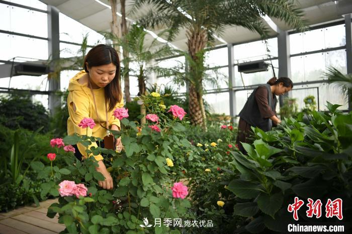 105万株月季 安徽阜阳静待游客(图1) 105万株月季 安徽阜阳静待游客(图1)