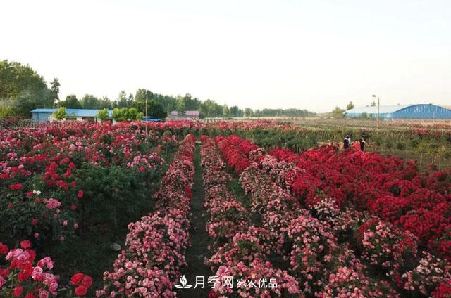 南阳月季:唐河县圆满完成月季“三个一”工程建设任务(图6) 南阳月季:唐河县圆满完成月季“三个一”工程建设任务(图6)