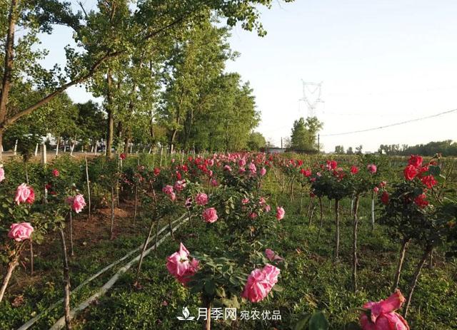 南阳月季:唐河县圆满完成月季“三个一”工程建设任务(图4) 南阳月季:唐河县圆满完成月季“三个一”工程建设任务(图4)