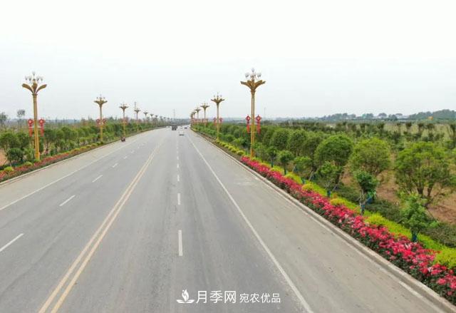 南阳月季:唐河县圆满完成月季“三个一”工程建设任务(图5) 南阳月季:唐河县圆满完成月季“三个一”工程建设任务(图5)